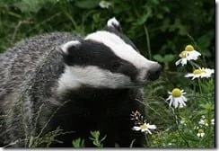 European Badger Meles Meles