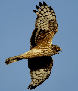 A female hen harrier takes to the air
