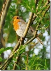 Robin singing (photo by nagillum on Flikr)