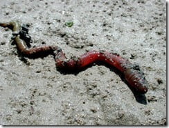 The lugworm (Arenicola marina)