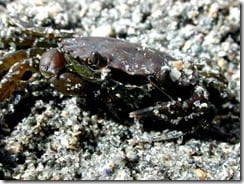 The shore crab (Carcinus maenas) is often associated with the rocky shore, but is equally at home on the sand
