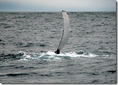 Humpback whales exhibit a wide range of behaviour – this one is slapping the water with an enormous pectoral fin