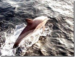 Short-beaked common dolphins are frequently encountered on whale watching trips