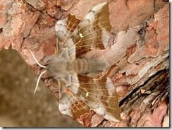 Laothoe populiis -- The Poplar Hawk Moth
