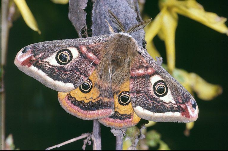 Emperor Moth (Saturnia pavonia)