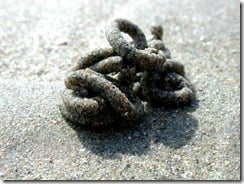 The familiar cast of a lugworm on an Irish beach