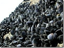 Mussels (Mitilus edulis) soon colonise any hard, permanent substrate on the sandy shore