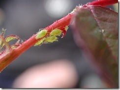 Aphids (Mocrosiphum rosae) feeding on a rose plant could be involved in either an antagonistic or a commensal relationship with their host, depending on other variables within the ecosystem.