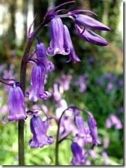 Full of surprises: the bluebell (Hyacinthoides non-scripta) contained a host of previously unknown chemicals.