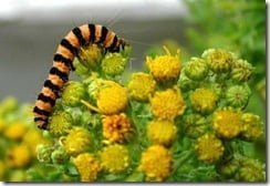 Arms race: the common ragwort (Senecio jacobaea) and the characteristically striped caterpillar of the cinnabar moth (Tyria jacobaeae), are locked in an ongoing evolutionary battle.