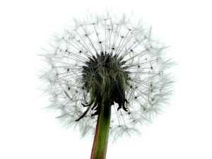 Weeds like the dandelion may be the gardener's nemesis -- but are also a spectacularly successful native species