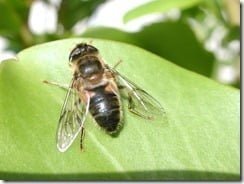 The drone fly (Eristalis tenax) is a hoverfly named for its remarkable mimicry of the honey bee, which helps to protect it from predators.