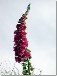 Useful poison: a chemical originally derived from the poisonous Foxglove (Digitalis pupurea) is used to regulate heart rates in patients suffering from a variety of heart conditions.
