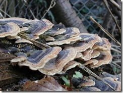 Nothing in the garden is wasted. An old rotting fencepost provides food for the fungi Coriolus versicolor and a home for many invertebrates.