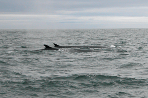 Fin whales surface off the coast of West Cork