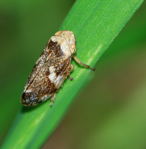 Cuckoo spit: what it is and how it protects the nymph of the common  froghopper - Discover Wildlife