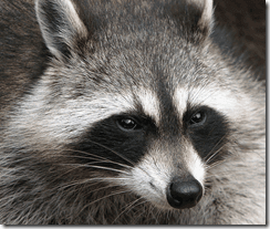 County Cork raccoon threat probably exaggerated