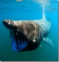 Basking Shark (Cetorhinus maximus) -- image by Greg Schomal