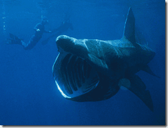 Basking Shark (Cetorhinus maximus) filter feeding -- image via Wikipedia