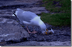A herring gull tucking in to someone else's breakfast