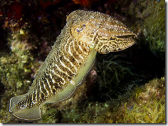 Common Cuttlefish (Sepia officinalis)