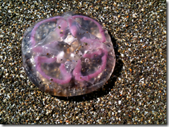 Common Jellyfish (Aurelia aurita)