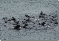 Long finned pilot wales in South Uist -- image via IWDG