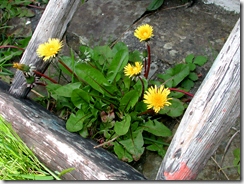 The humble dandelion (Taraxacum officinale), gardeners blight or intrepid coloniser?
