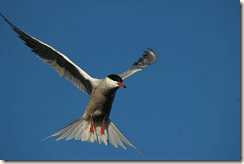 Common Tern (Sterna hirundo) -- one of the species being tracked as part of the FAME project