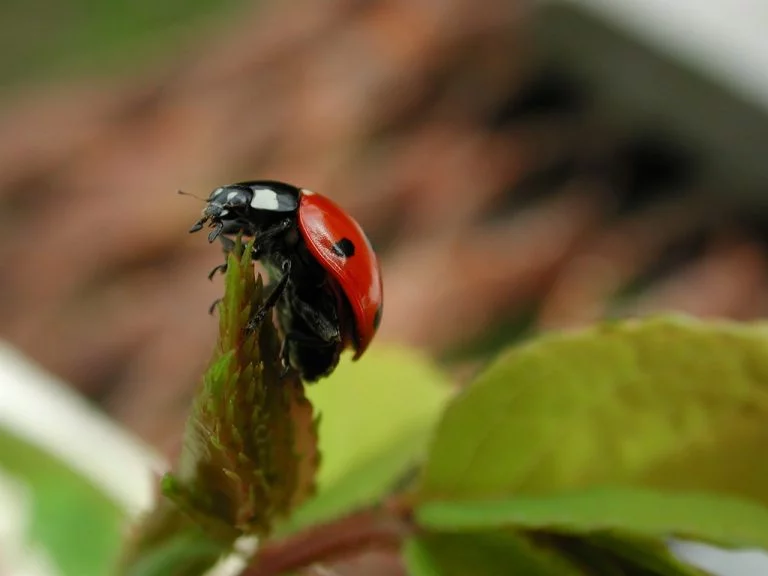 Ladybird