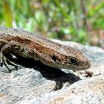 Common Lizard -- Ireland's only native land reptile