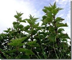 Painful chemistry: the stinging nettle’s burning venom is made up of chemical mixture containing histamine, acetylcholine and serotonin.