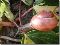 A snail glides towards another leaf of variegated ivy on the garden wall.