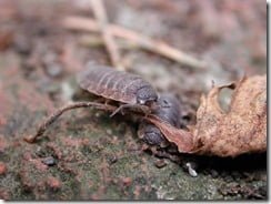 Common woodlice (Porcellio scaber) are terrestrial crustaceans more closely related to crabs and lobsters than to their garden neighbours.