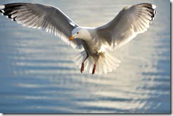 Herring Gull (Larus argentatus) in flight