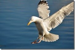 Herring Gull (Larus argentatus) coming in to land