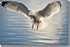 Herring Gull (Larus argentatus) in flight