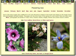 Irish Wildflowers -- online help with wildflower ID in Ireland