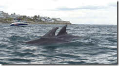 Bottlenose Dolphins Killiney Bay (via IWDG)