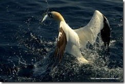 Northern Gannet makes off with its prize