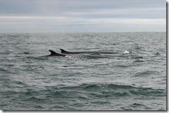 Fin whales (Balaenoptera physalus) surface off the coast of West Cork