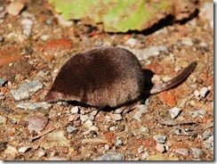 The pygmy shrew (Sorex minutus) -- image by polandeze via Flickr