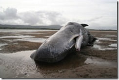 Stranded Sperm Whale