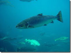 Atlantic Salmon (Salmo salar)