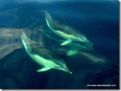 Common Dolphin (2)