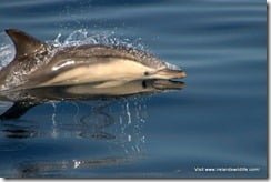 Common Dolphin (3)