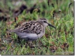 Least Sandpiper in County Kerry... just a bird!
