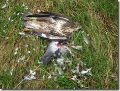 Poisoned buzzard (image via Birdwatch Ireland)