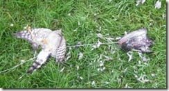 Sparrowhawk poisoned using live bait