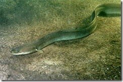 The European Eel (Anguilla anguilla) -- Critically Endangered on the latest All Ireland IUCN Red Data List